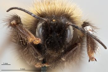 Media type: image;   Entomology 804620 Aspect: head frontal view